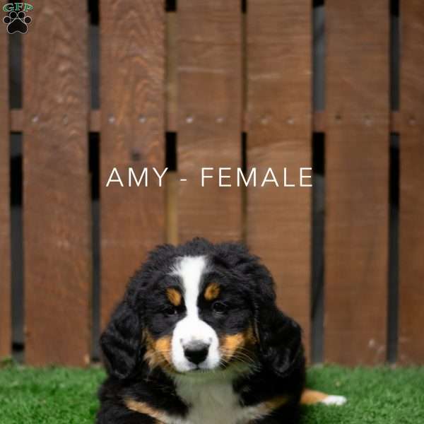 Amy, Bernese Mountain Dog Puppy